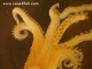 Foto Galerie/Cephalopoda/Alloteuthis subulatus/Alloteuthis subulatus_05_S.jpg